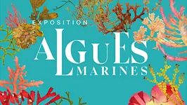 Algues marines