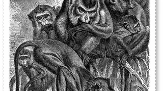 SWINGING MONKEYS PARTY