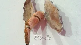 Vernissage, Le cabinet des curiosités d'Axelle Remeaud
