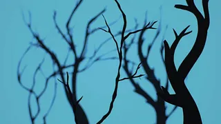AU CŒUR DE LA FORET