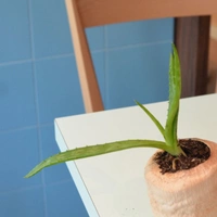 Baranaan