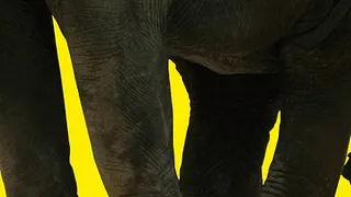 OCHO Y MEDIA : EL ELEFANTE