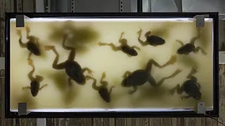 Le Rêve des formes