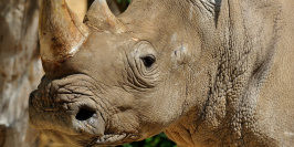 Rendez-vous sauvage rhinocéros