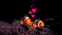 Les dessous de la vie aquatique, soirée spéciale Saint-Valentin