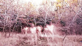 Sur les Traces de Xpujil • Nova Materia Invite Cosmic Neman