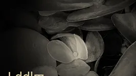 LDDLM