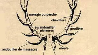 La Chasse au Gros Gibier #1