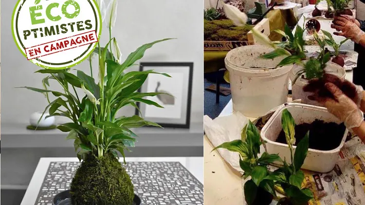 Atelier de Kokedama