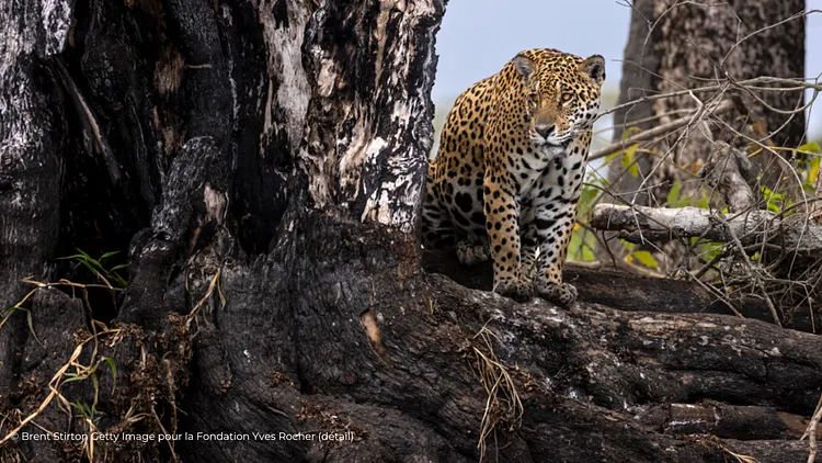 exposition "Retour de mission - Pantanal : un Eden en danger", rencontre avec Brent Stirton