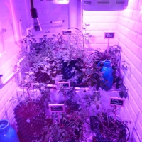 Mojito Lab