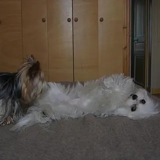 DogNurse B