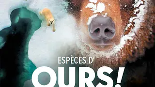 Espèces d’Ours