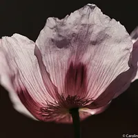 Paysages & Portraits Floraux