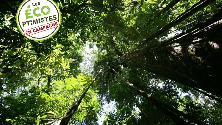 Le débat perché, Observer la biodiversité de la Canopée