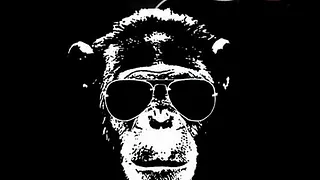 Casse Ton Singe 6