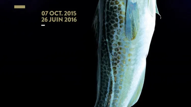 Exposition Dans les mailles du filet