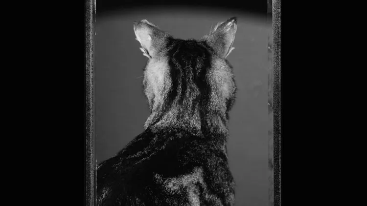 Exposition Le chat et ses photographes