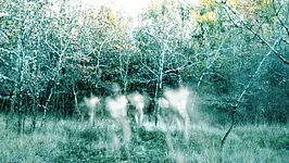 Sur les Traces de Xpujil • Nova Materia Invite Myako