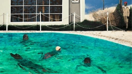 Horizontes - Peintures brésiliennes