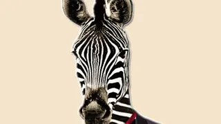 Monsieur Papillon fait son Cirque