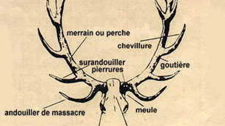 La Chasse au Gros Gibier #1