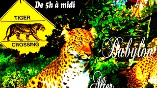 After Sunday Time Jungle