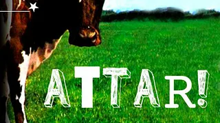 Attar! (ex-Mustang)
