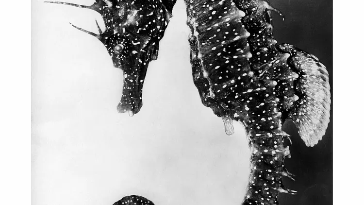 Jean Painlevé,  Les pieds dans l'eau