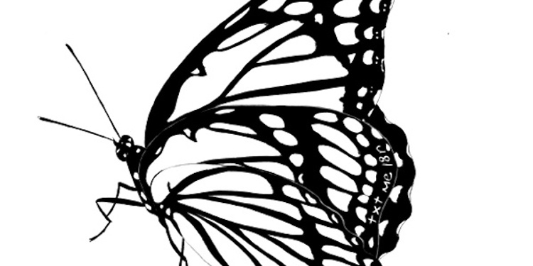 Exposition Social Butterflies de Amy Jean Porter