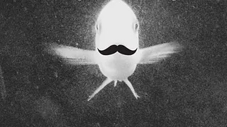 Agorafrog Party#15 avec Thesaintcyr x You Said Strange x Les Taxidermistes dj set