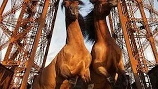Expo Paola Pivi : Yee-Haw