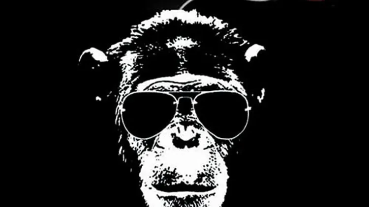 Casse Ton Singe 6