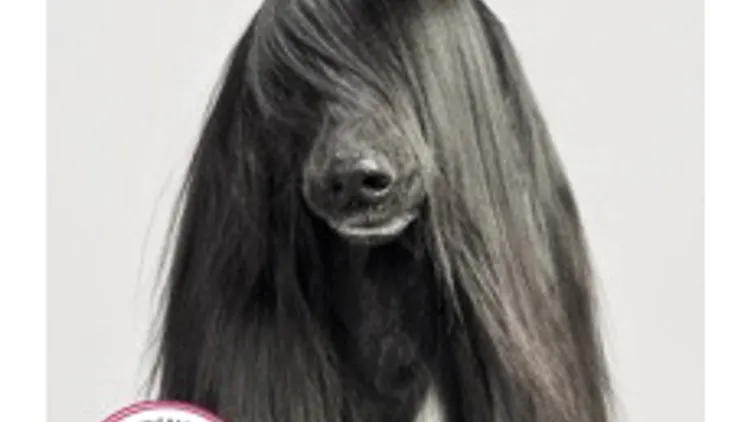 Woof Une exposition qui a du chien
