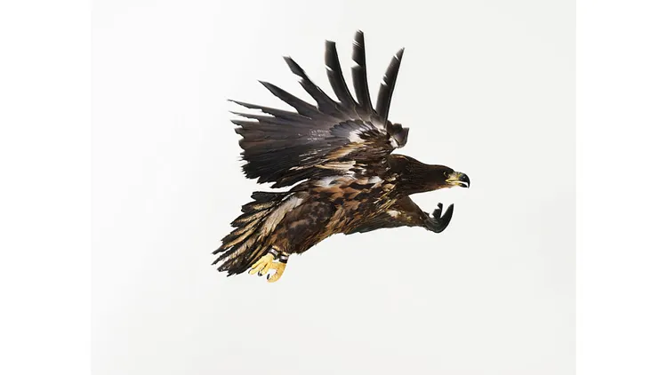 Exposition L'oiseau volé