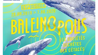 BALEINOPOLIS les sociétés secrètes des cétacés