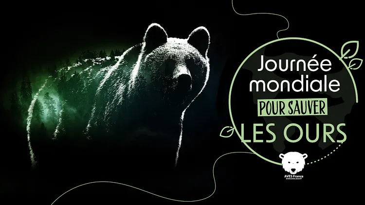 Journée mondiale pour sauver les Ours
