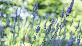 Atelier Infusions au jardin avec la naturopathe Alena Jacob Vencovska