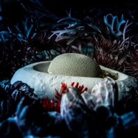 Under the sea