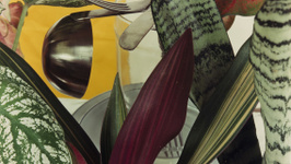 Laboratoire des formes - Jan Groover
