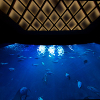 L'Aquarium Club