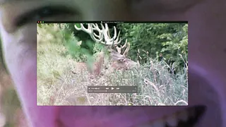 LA GUERRE DES ANIMAUX