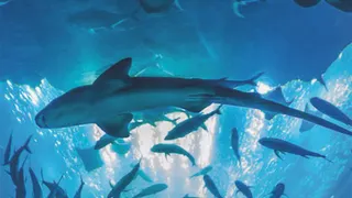 Afterwork A L'aquarium De Paris