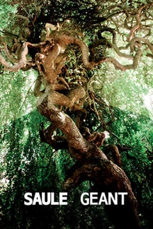 Saule