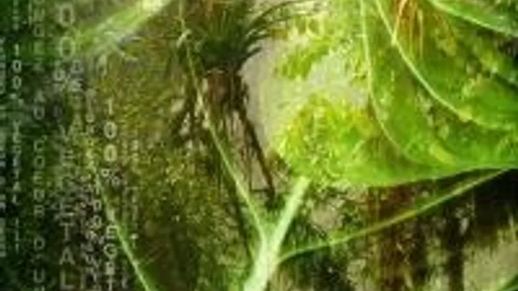 Chlorophylle