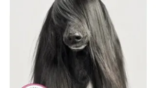 Woof Une exposition qui a du chien