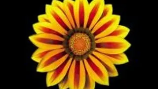 Colour six
