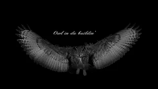 Owl In Da Buildin