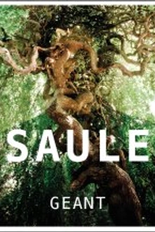 Saule + 1ère partie