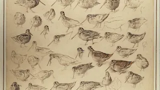 Xavier de Poret - Dessins du XXème